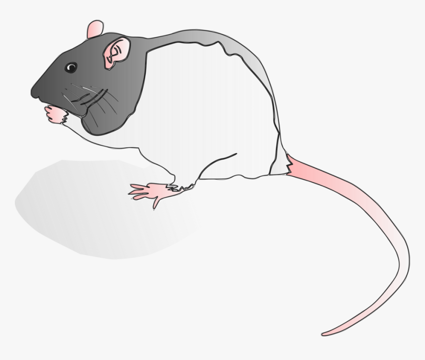 Snout,muridae,tail - Rat, HD Png Download