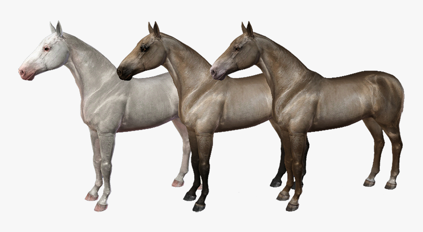 Equus Sims Coats, HD Png Download