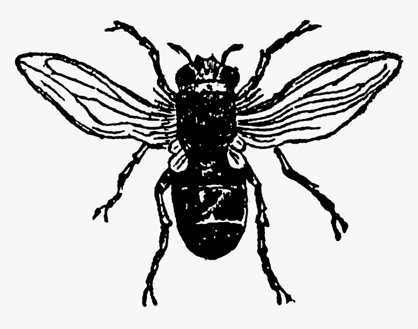 Digital Stamp Design - Bee, HD Png Download
