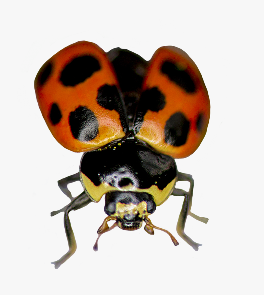 Ladybug Ready To Fly - Ladybug, HD Png Download