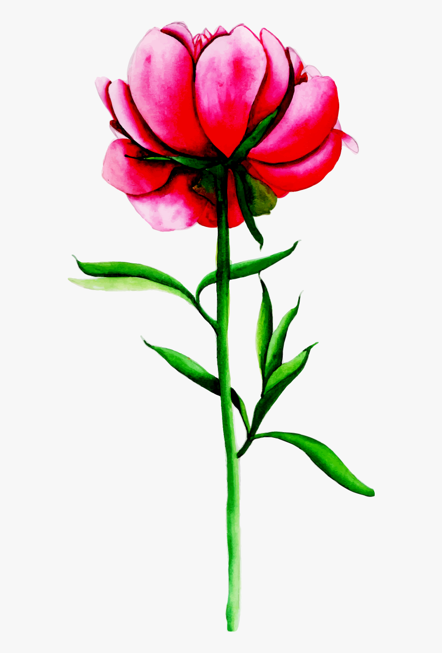 Lily, HD Png Download