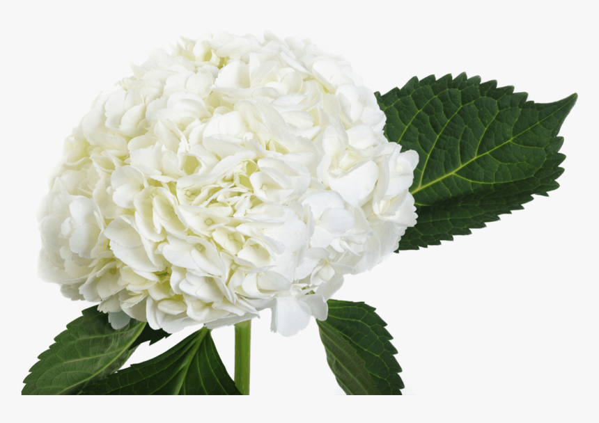 White Hydrangea Single Stem, HD Png Download