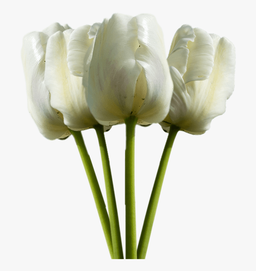 Tulip, HD Png Download