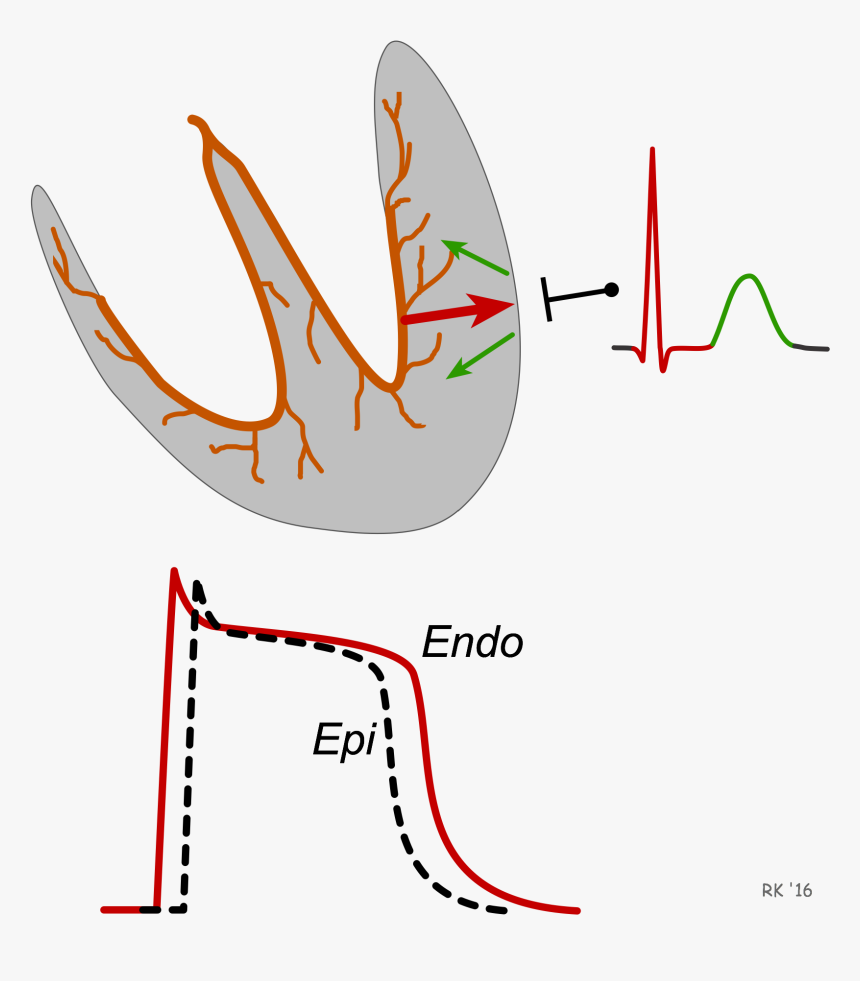 Ecg T Wave Formation - T Wave Repolarization, HD Png Download