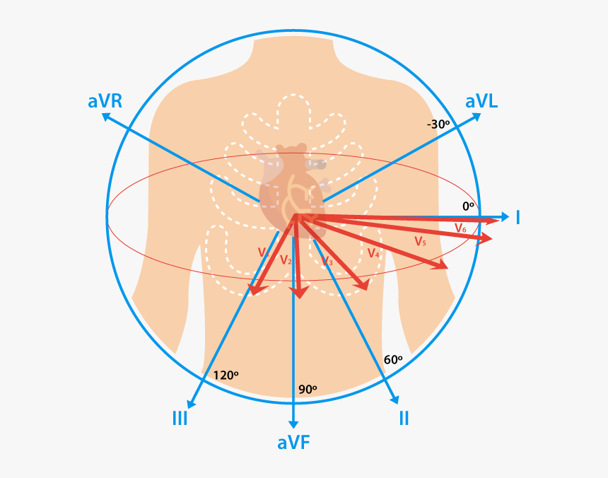 Transparent Ekg Clipart - Ekg Lead, HD Png Download