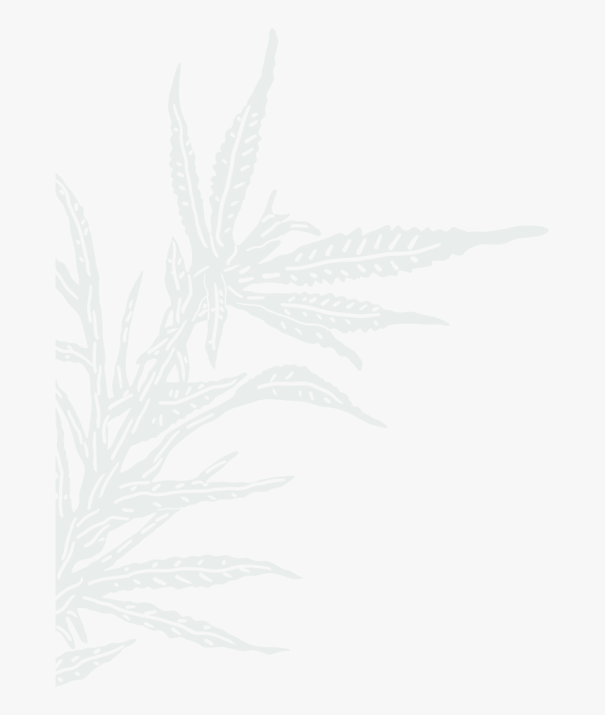 Sketch, HD Png Download