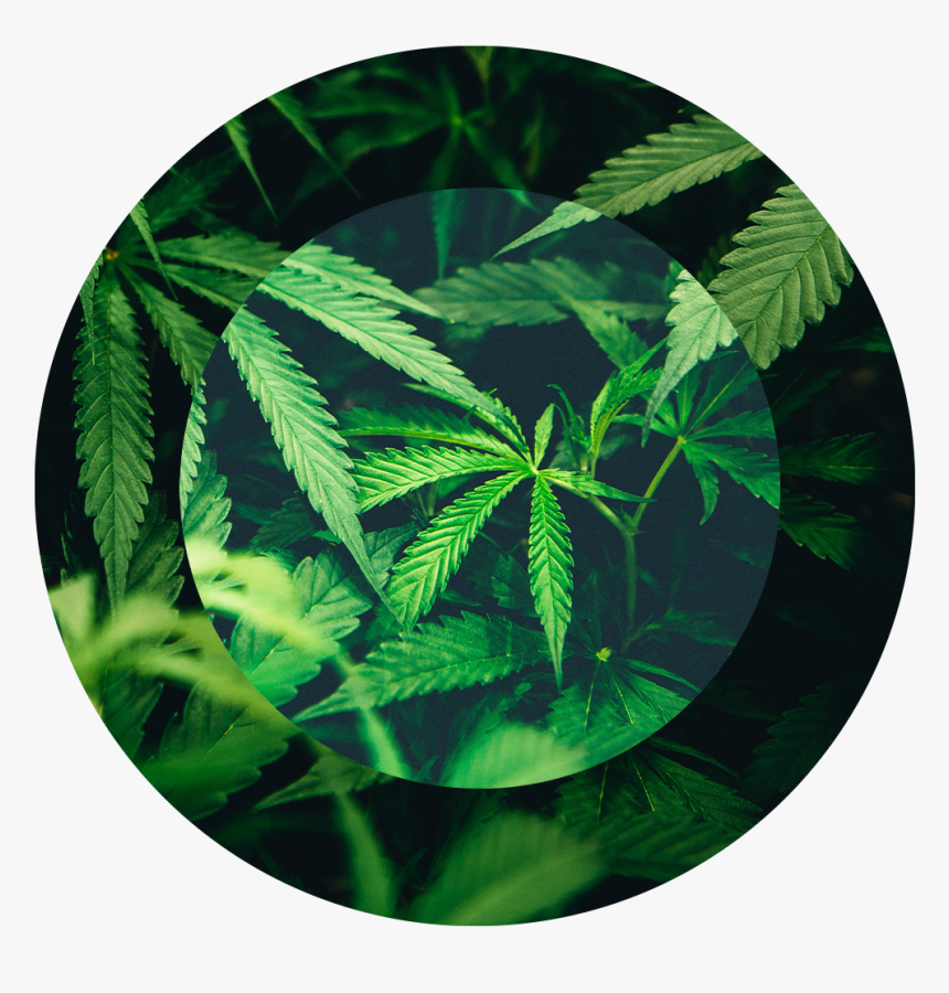 Cannabis, HD Png Download