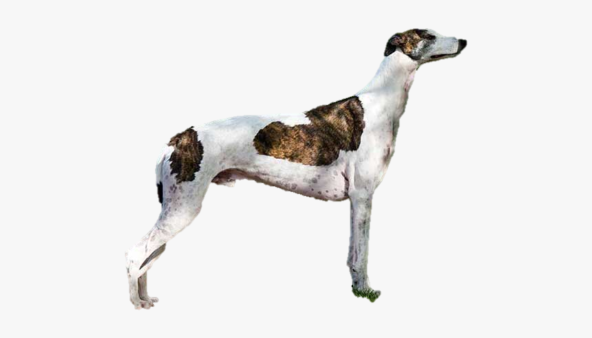 Magyar Agár, HD Png Download