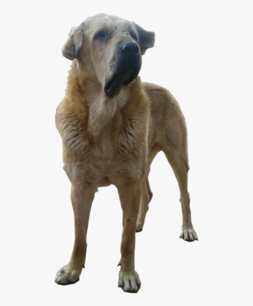 سگ پژدر -kurd Mastiff - Greyhound, HD Png Download