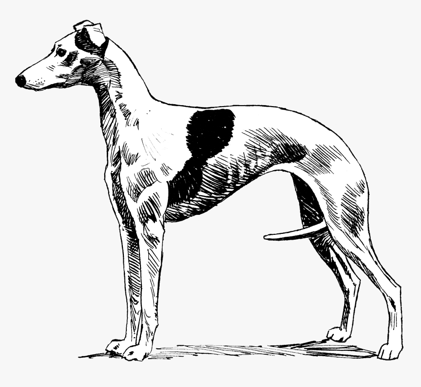 Whippet - Magyar Agár, HD Png Download
