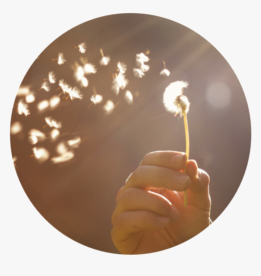 Dandelion Seed Head - Querido Corazon Ni Toda Batalla, HD Png Download