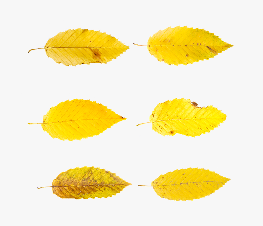 Folha Amarela Png, Transparent Png