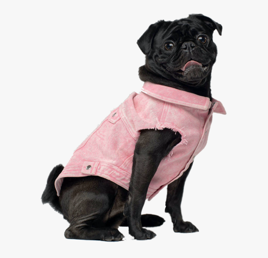 Pug, HD Png Download