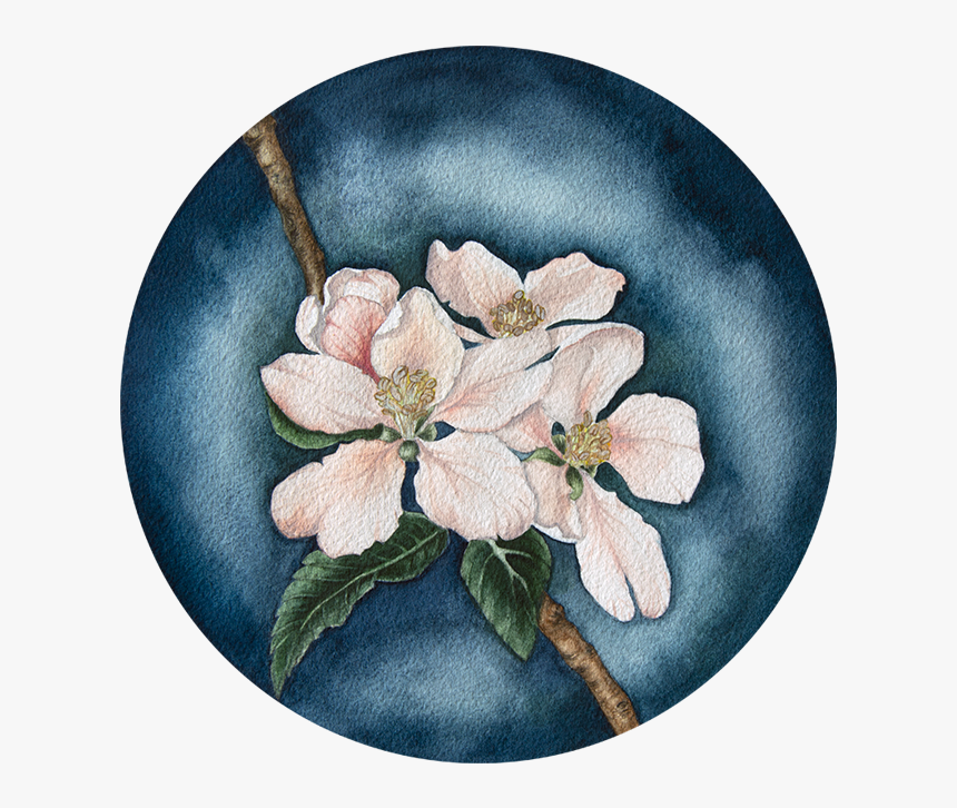 Apple Blossom In The Evening Sun - Mayflower, HD Png Download