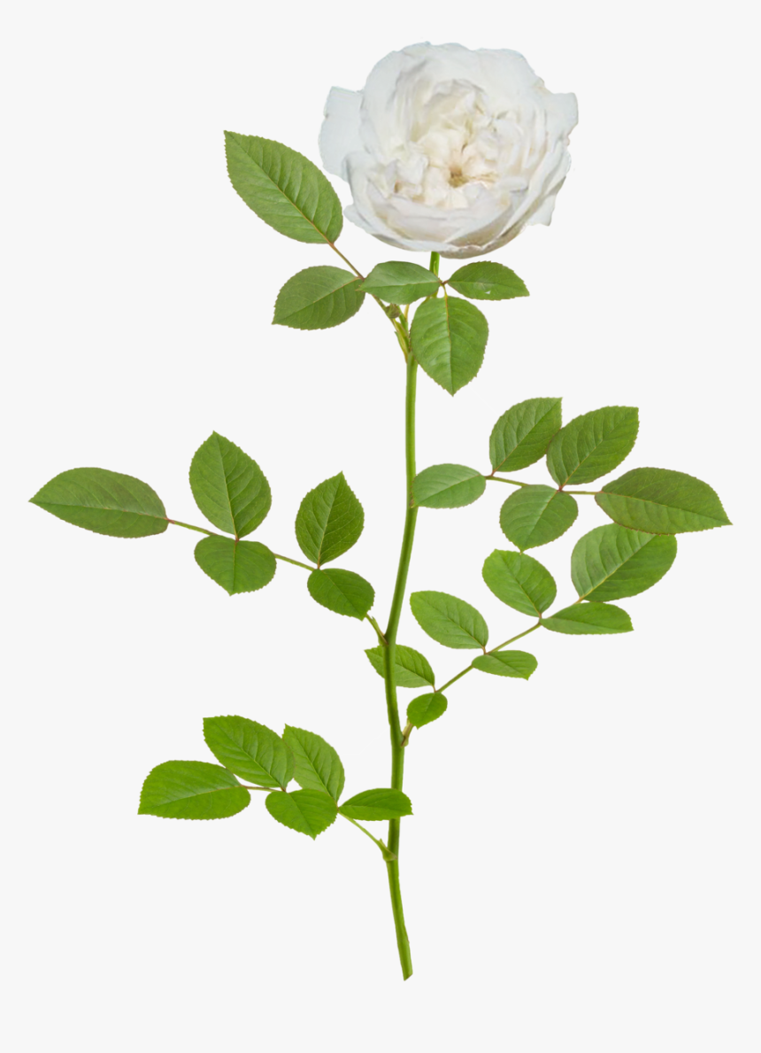 Icy Drift Branch - Lemon Drift Rose, HD Png Download