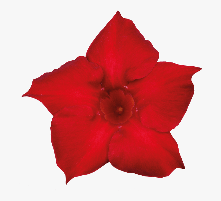 Rocktrumpet, HD Png Download