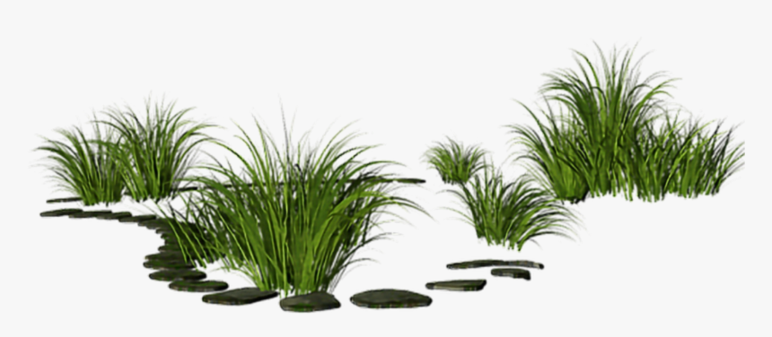 #gras #nature #out #outside - Desert Palm, HD Png Download