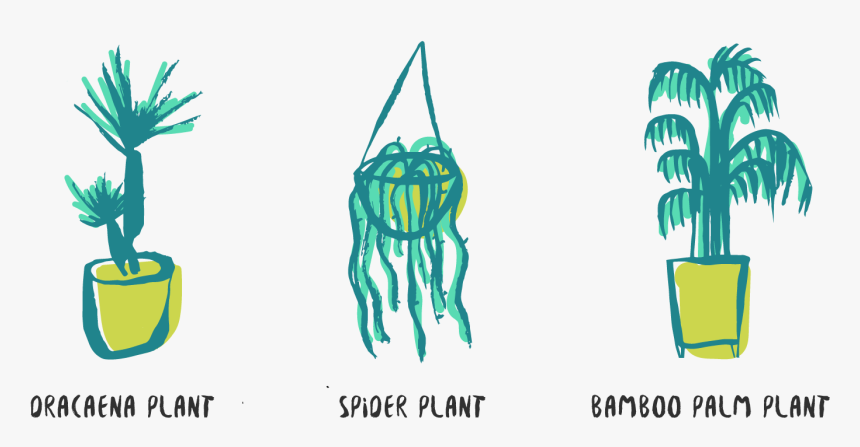 Here Are 6 Of The Best Plants Rated Out Of Five Stars, HD Png Download