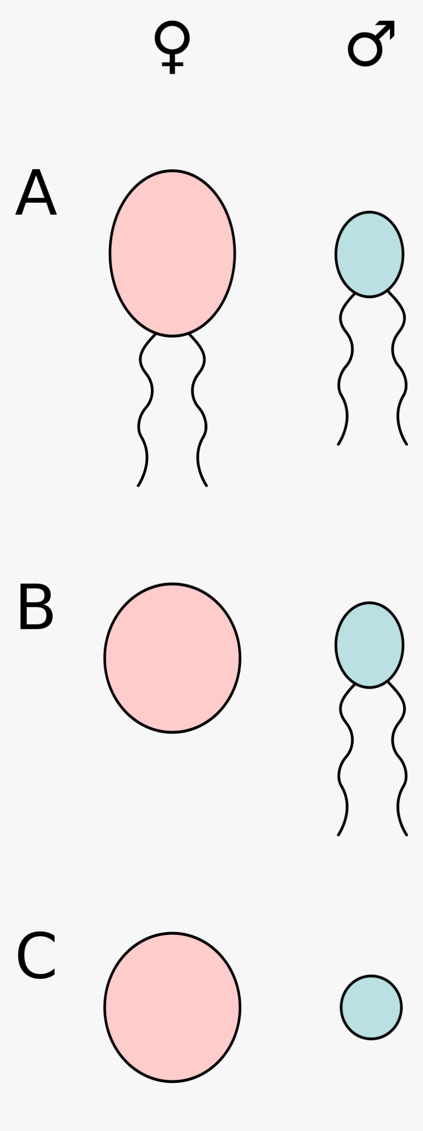 Isogamy Anisogamy And Oogamy, HD Png Download