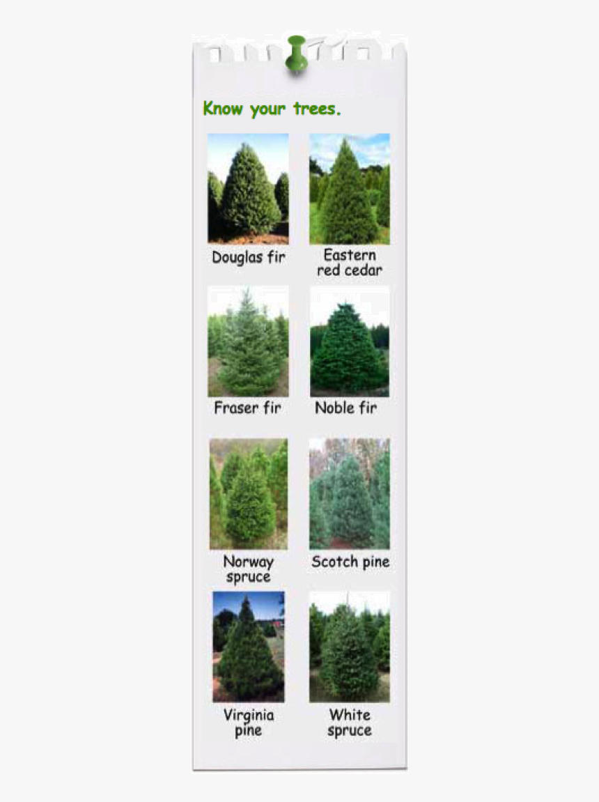 Know Your Trees - Eastern Red Cedar Tree, HD Png Download