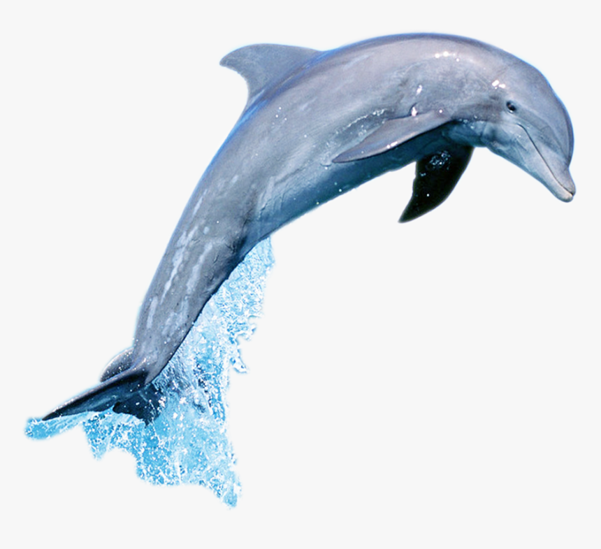 Short-beaked Common Dolphin Common Bottlenose Dolphin - Dolphin Jumping Png Gif, Transparent Png