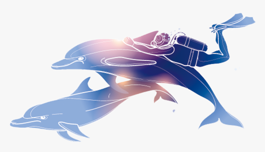 Dolphin Poster Diving, HD Png Download