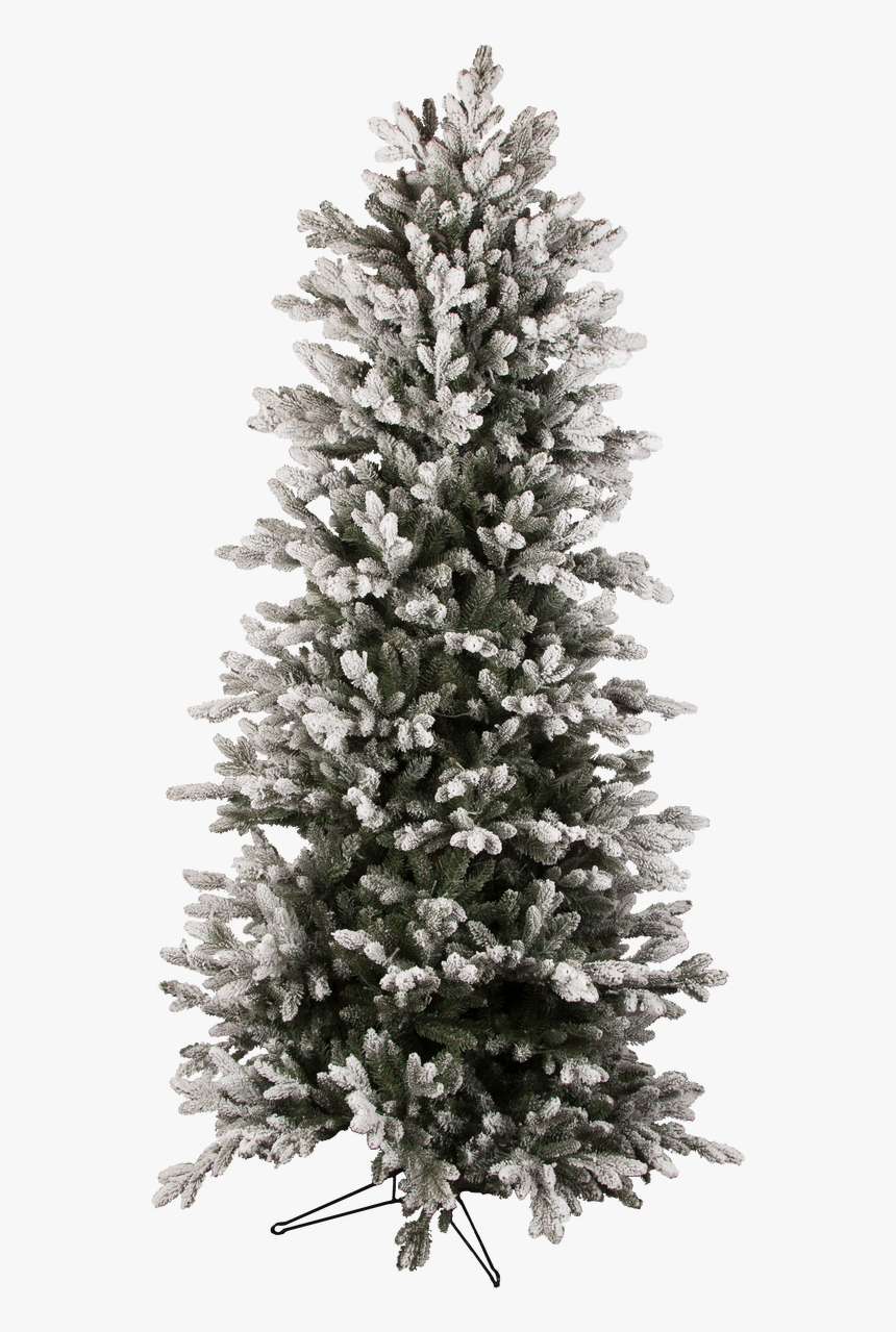 7 - - Fir, HD Png Download