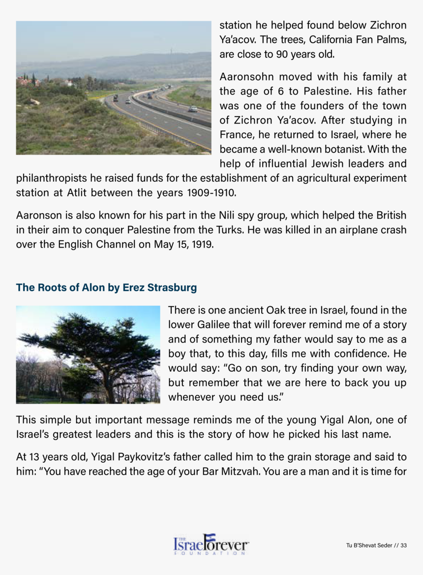 Tree, HD Png Download