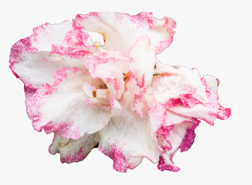 Desert Rose, HD Png Download