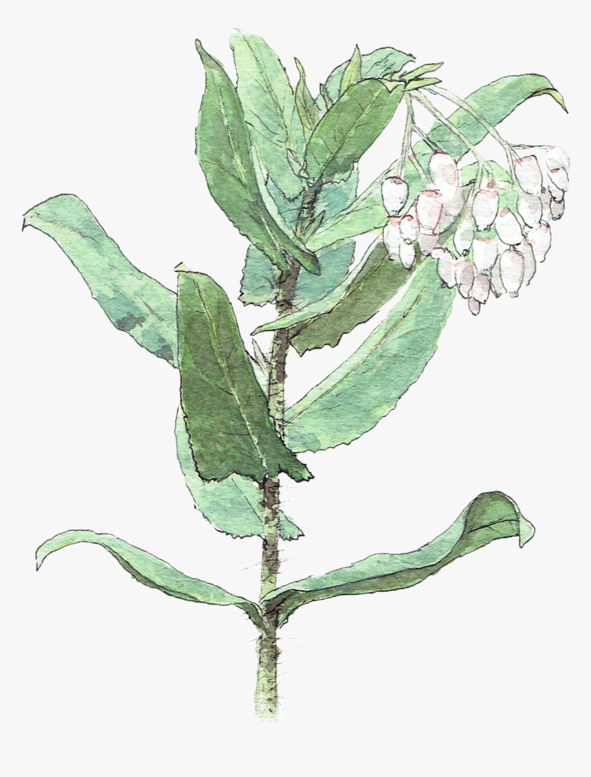 Illustration, HD Png Download