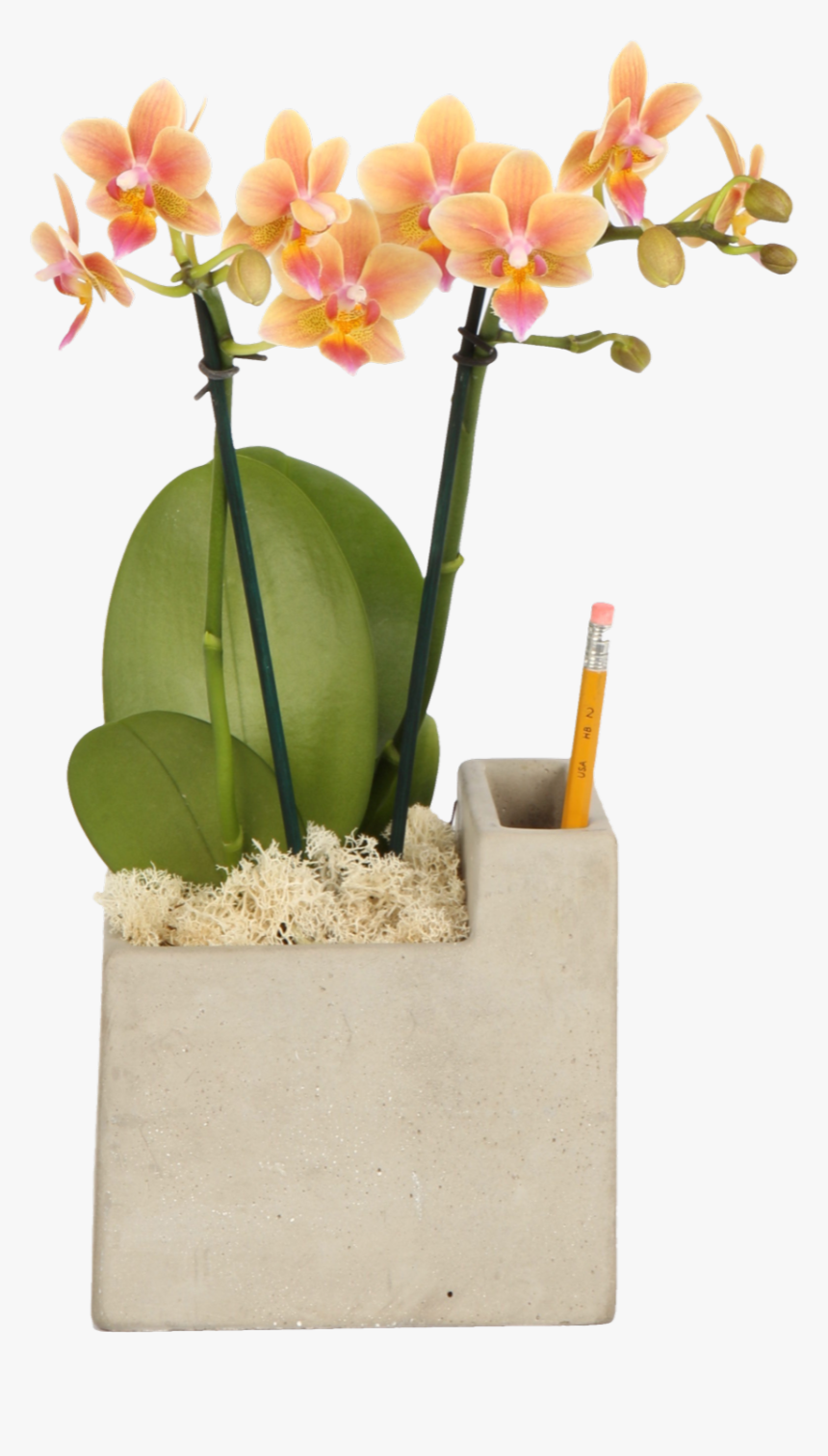 Cattlianthe Jewel Box, HD Png Download