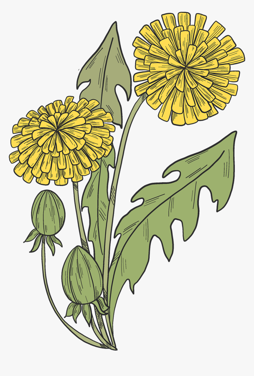 Chrysanths, HD Png Download
