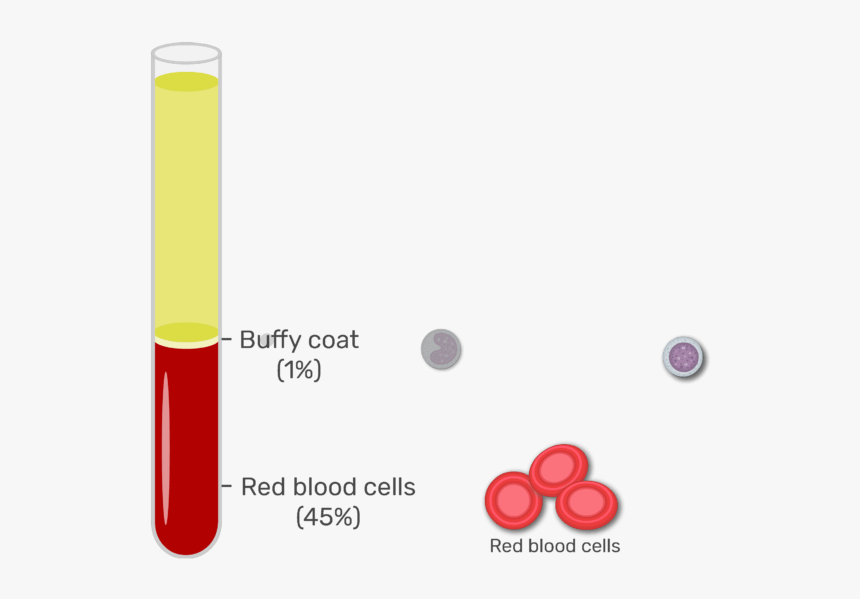 Animation Showing The Elements Of The Buffy Coat Buffy Coat, HD Png