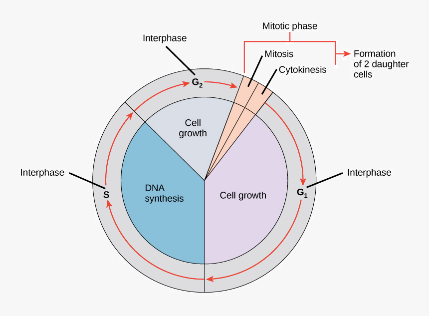 5 Fases Del Ciclo Celular, HD Png Download