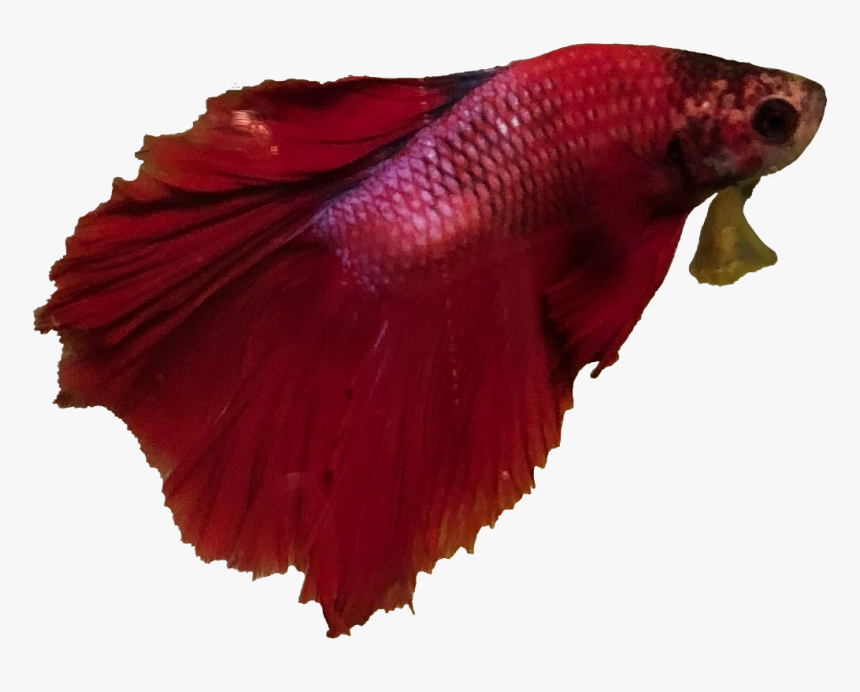 #jackiechan #beta #betafish #fish #fantail #fantailfish - Food, HD Png Download