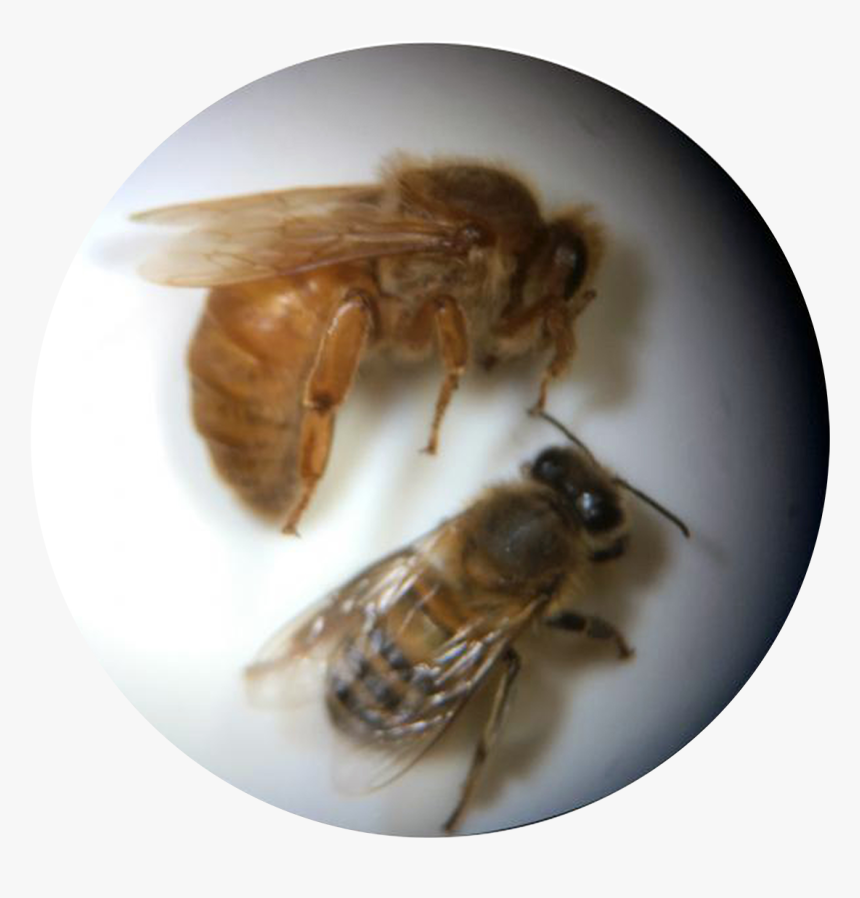 Bee Clipart - Honeybee, HD Png Download