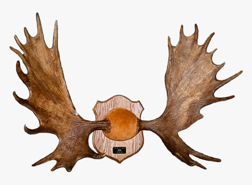 Moose, HD Png Download