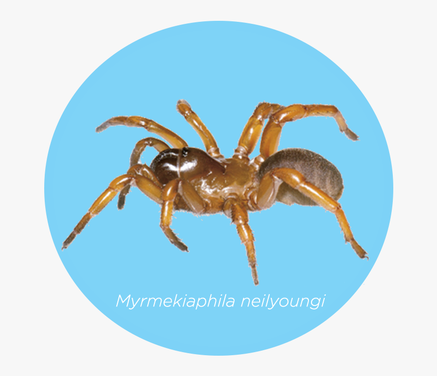 Insect, HD Png Download