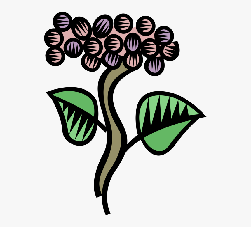 Vector Illustration Of Edible Grapevine Fruit Grapes, HD Png Download