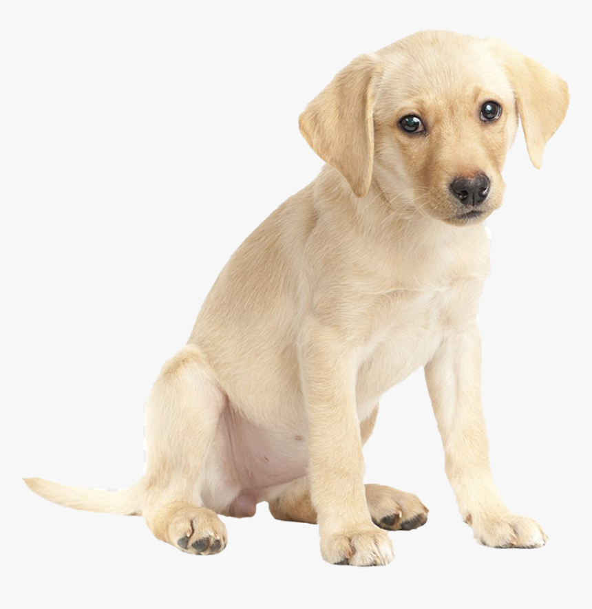 Labrador Retriever Png Download Image - Imagenes De Un Perroç, Transparent Png