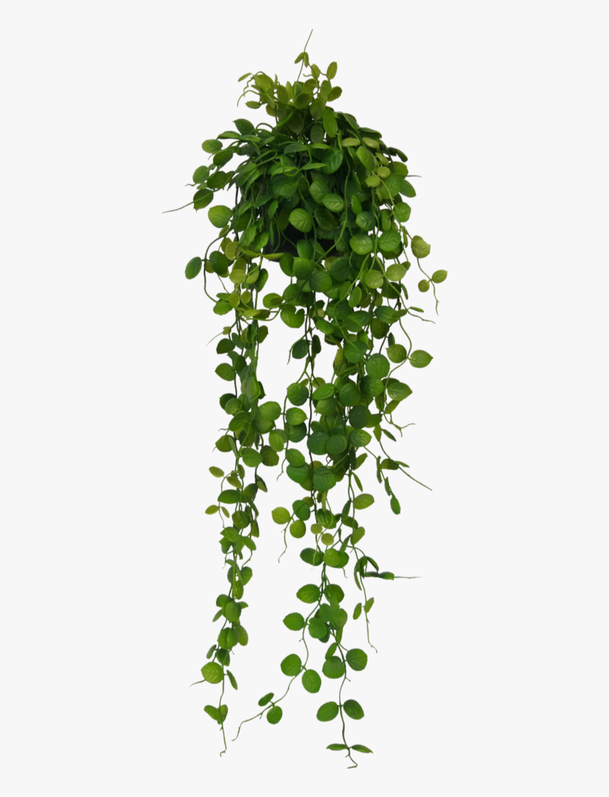 Maidenhair Tree, HD Png Download