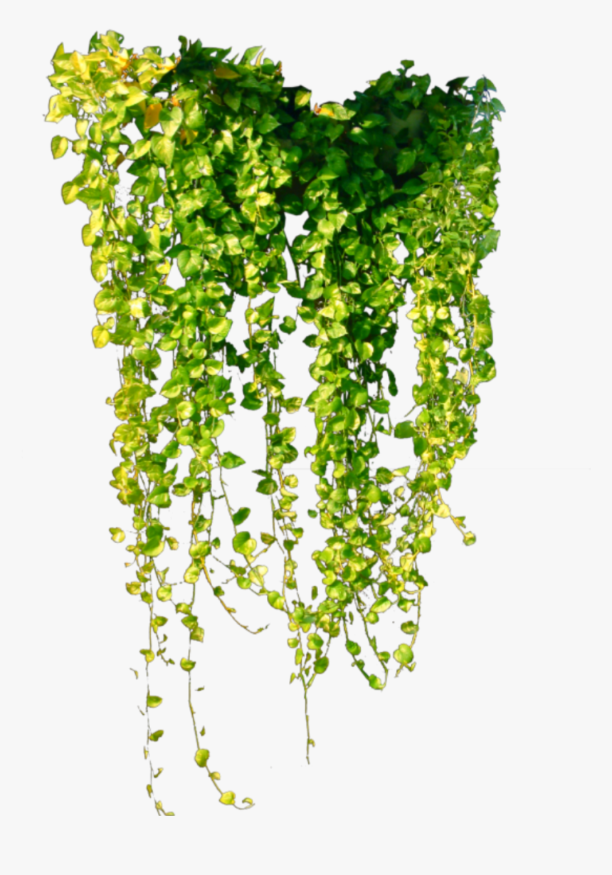 #ftestickers #greenery #ivy #hanging #green - Ivy Vine Png, Transparent Png
