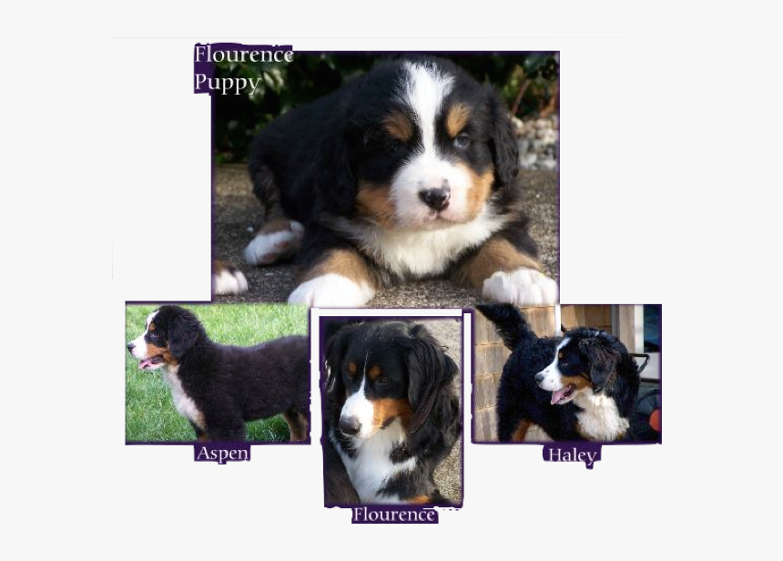 Mountain Dog Puppies For Sale, HD Png Download