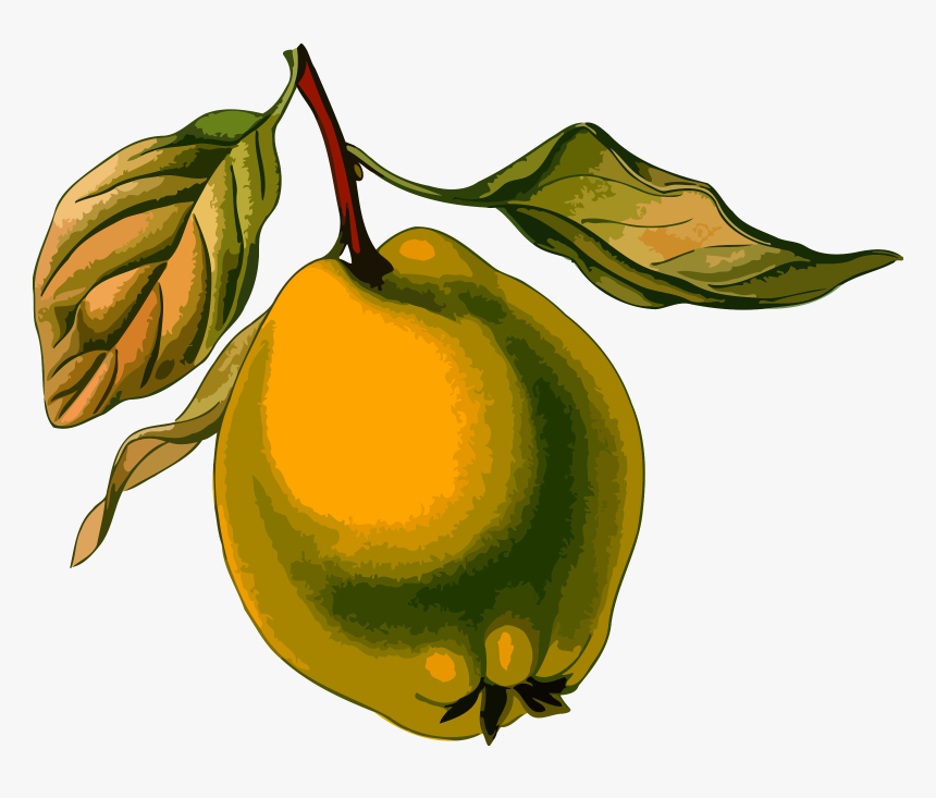 Quince 3 Icons Png - Quince Clipart, Transparent Png