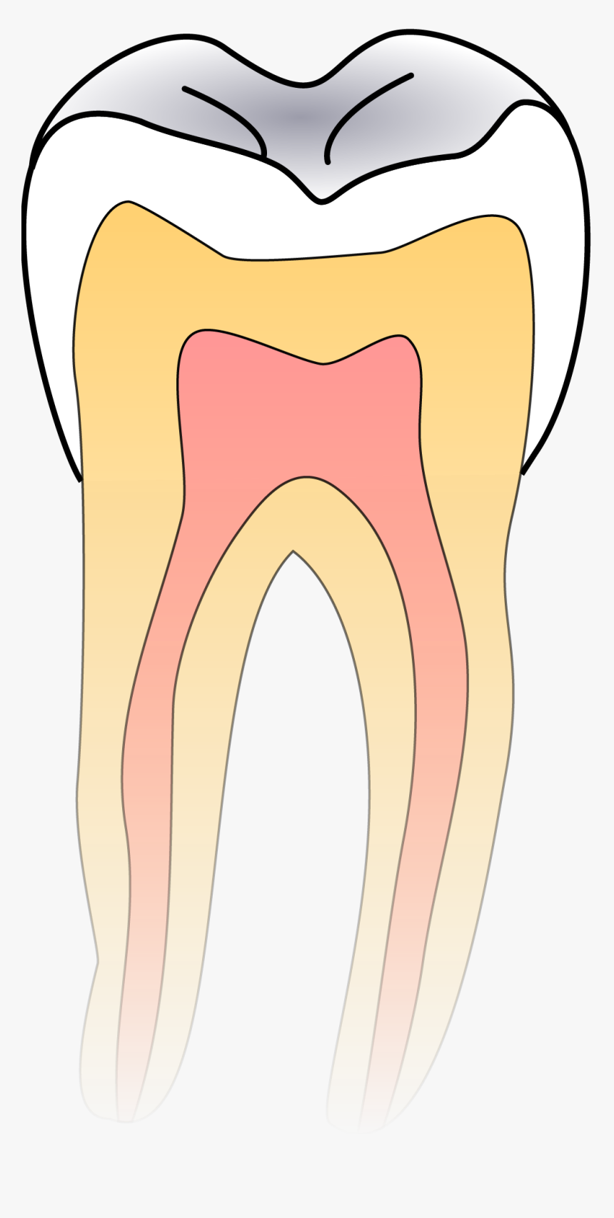 Tooth Anatomy Png, Transparent Png