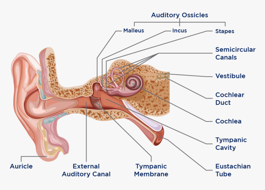 Ear Anatomy, HD Png Download