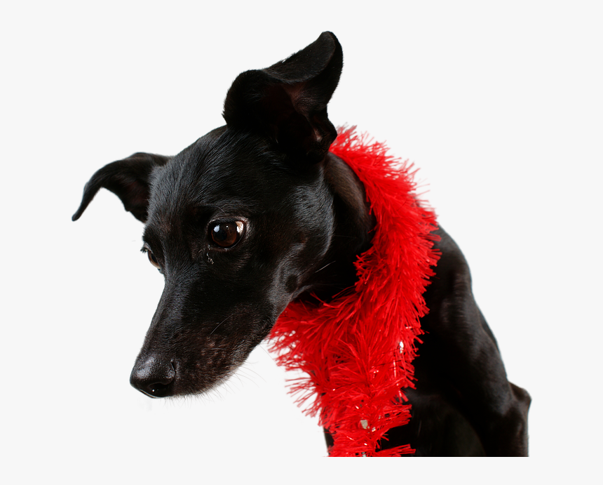 Chucho Png, Transparent Png