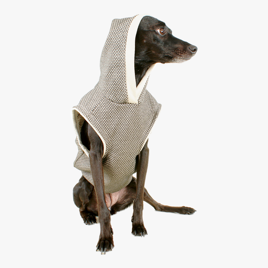 Dog Black Dog Pet Free Photo - Whippet, HD Png Download