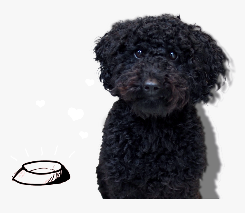 Standard Poodle, HD Png Download