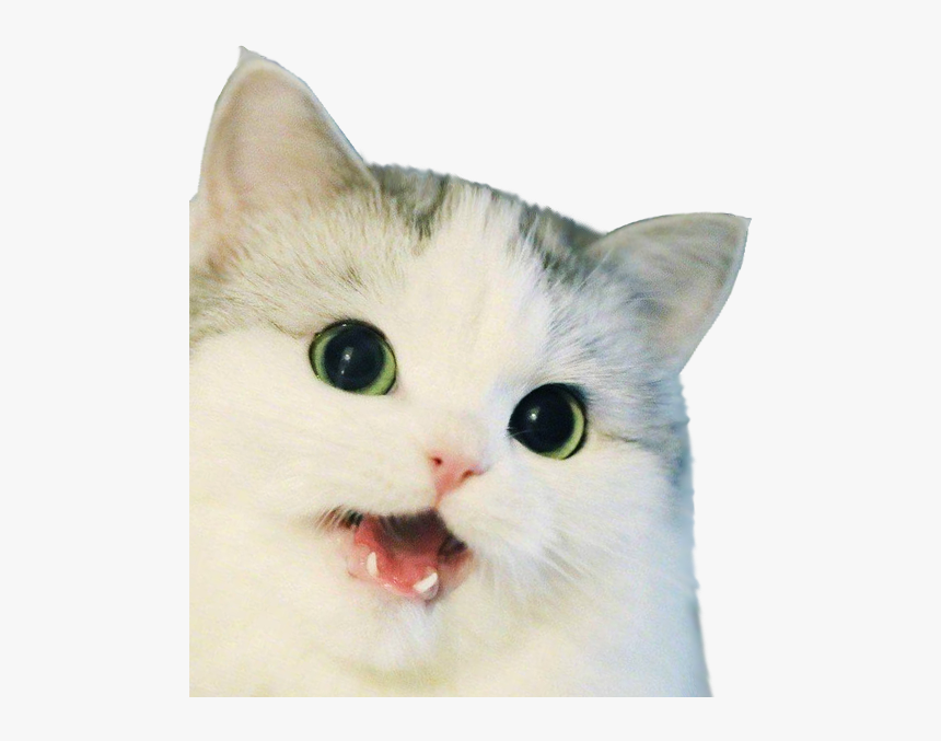 Cat Small To Medium-sized Cats Whiskers Felidae White, HD Png Download
